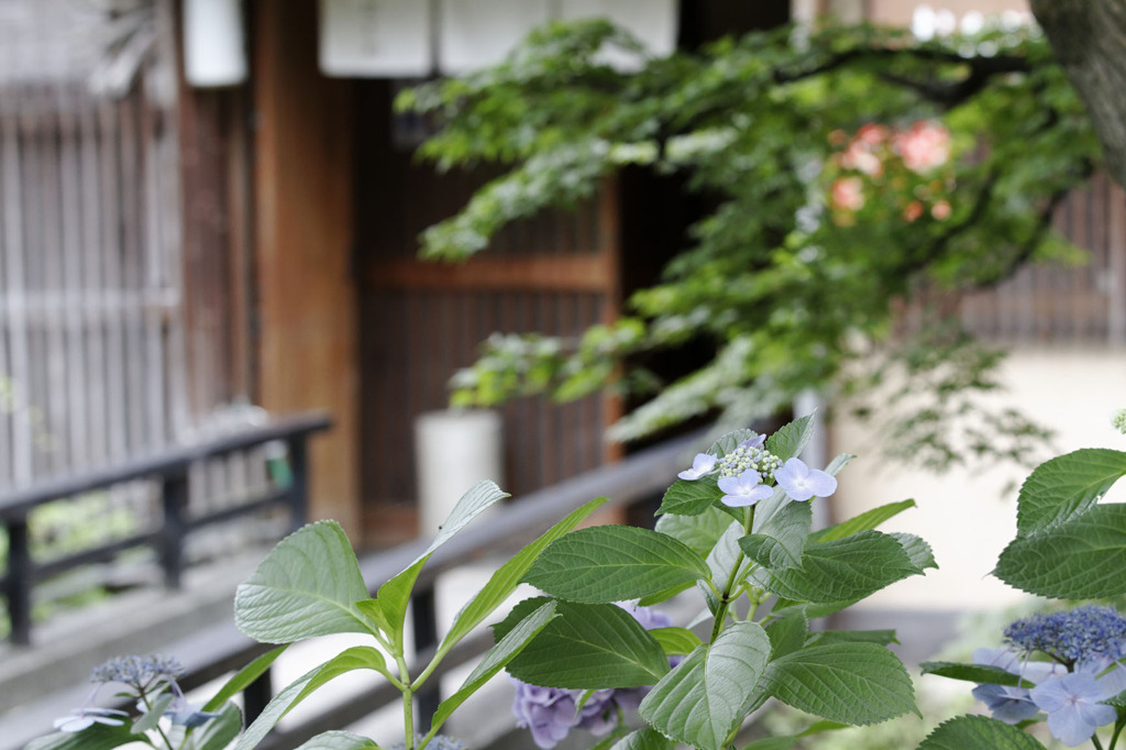 祇園四条界隈