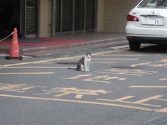 凛とするねこ