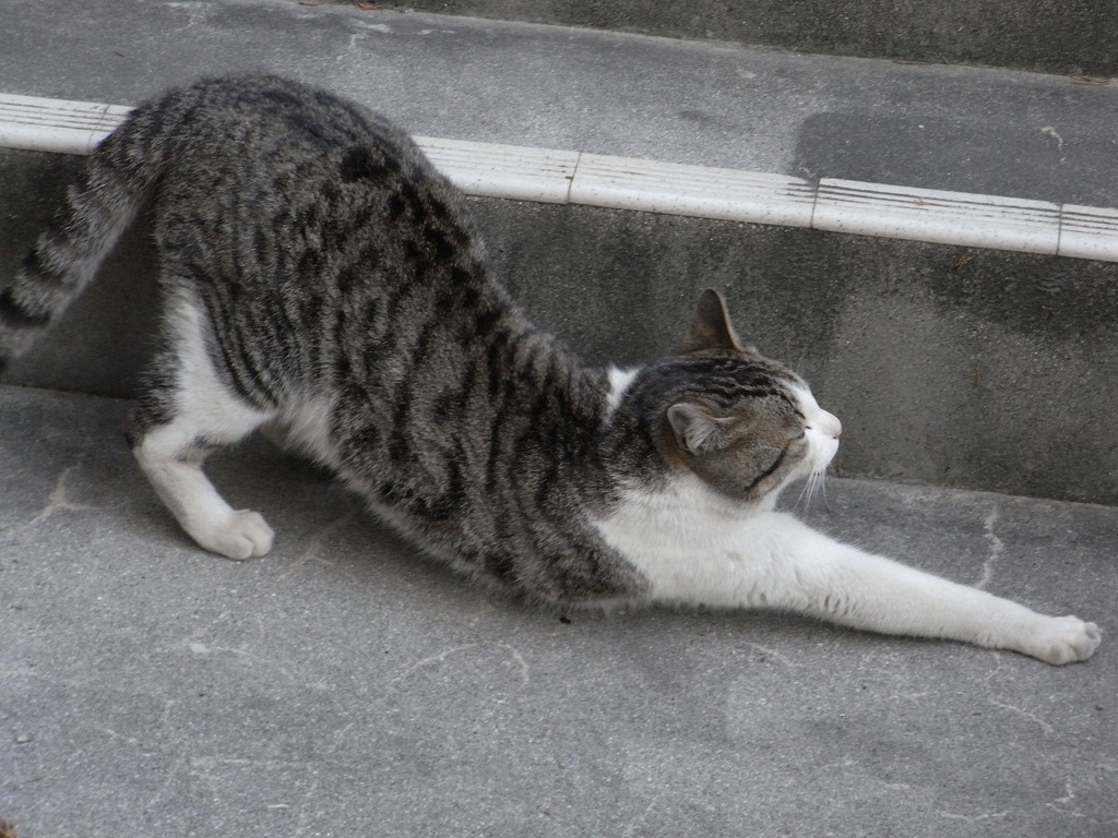 にゃー