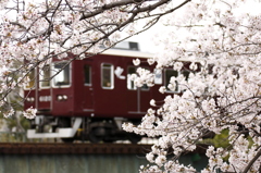 夙川の桜１