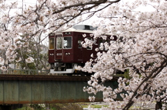 夙川の桜２