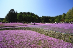 シバザクラ園