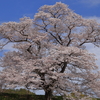 さくら咲く