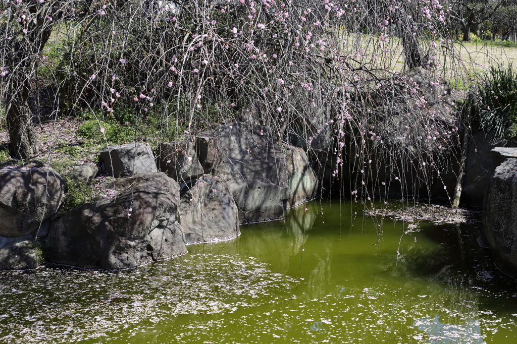 池
