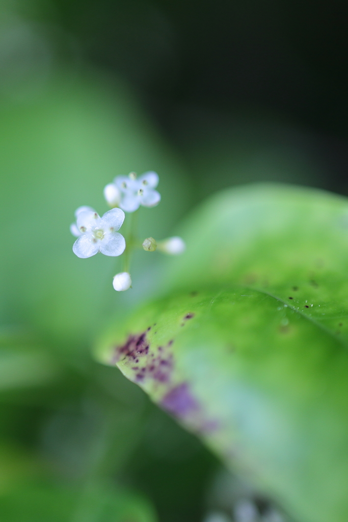 この花何の花？