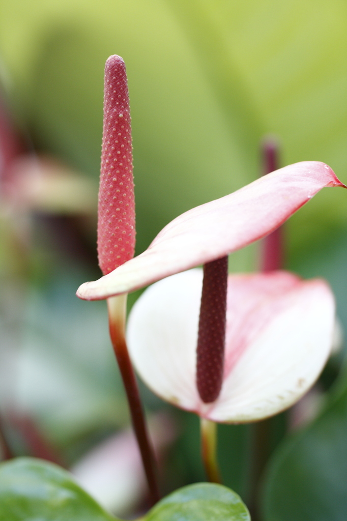 植物園にて