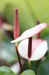 植物園にて
