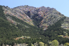 黒田庄の山桜