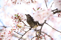 桜とヒヨドリ