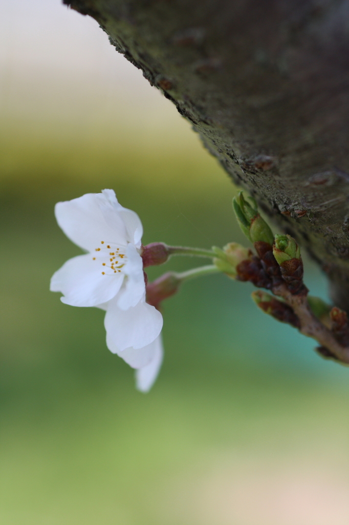 桜