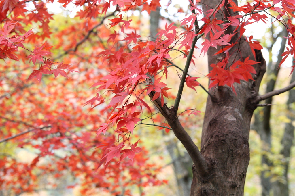 紅葉