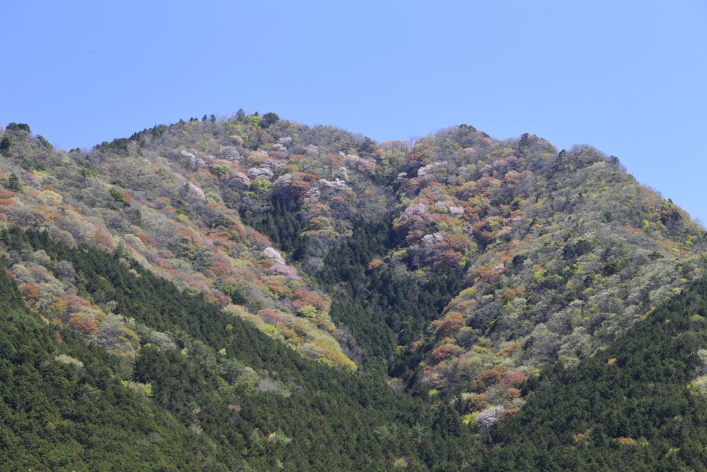 黒田庄の山桜