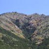 黒田庄の山桜