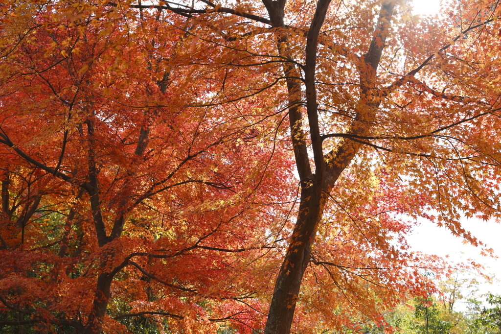 紅葉