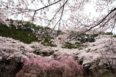 しだれ桜