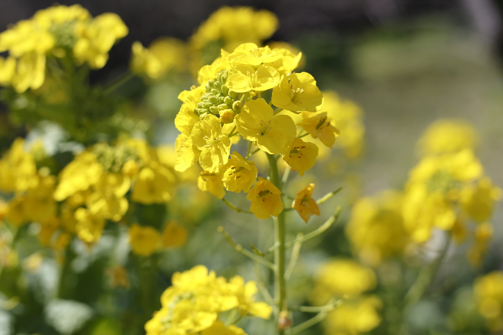 菜の花