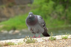 ただの鳩だけどいいにらみが効いていた