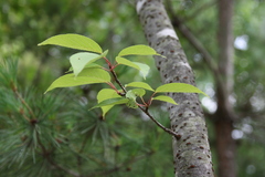 桜葉