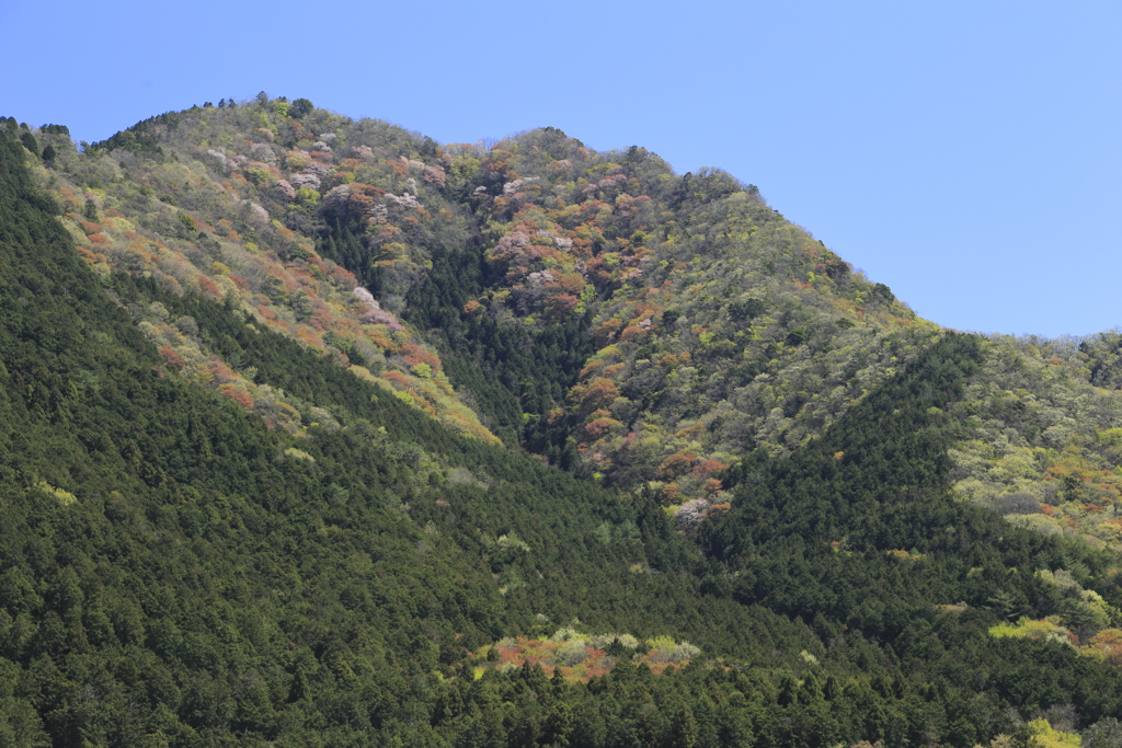 黒田庄の山桜