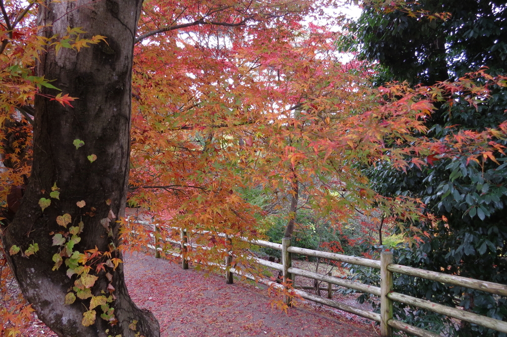 紅葉