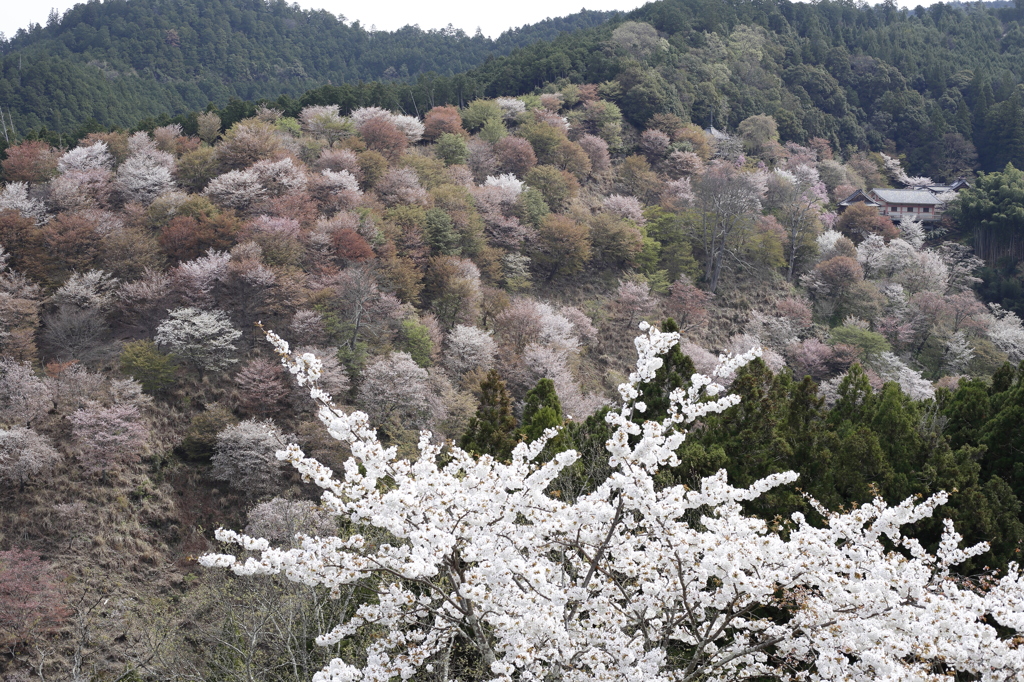 吉野山　中千本と如意輪寺