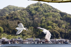 伊根湾のかもめ