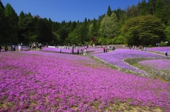 シバザクラ園