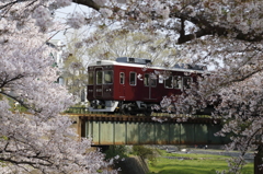 夙川の桜