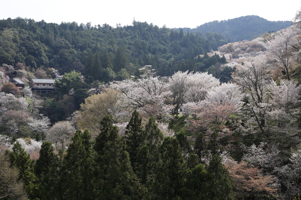 吉野山　中千本と如意輪寺