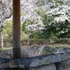 テーブルに写るサクラ