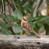 ミヤマホウジロかな？