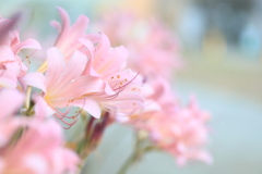 夏水仙