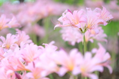 夏水仙