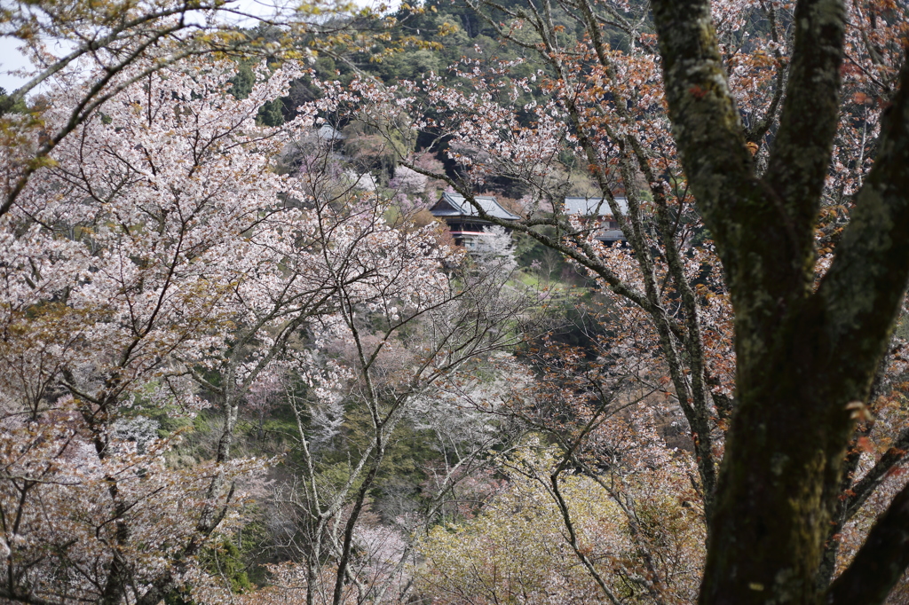 吉野山　如意輪寺