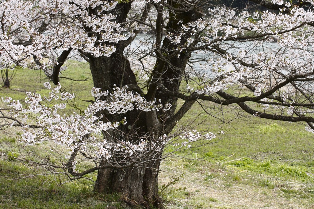 川辺の桜