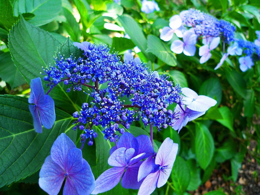 紫陽花の花言葉　
