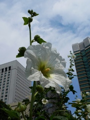 都会に咲く白い花