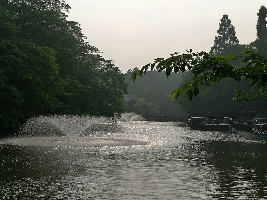 煌めく水面