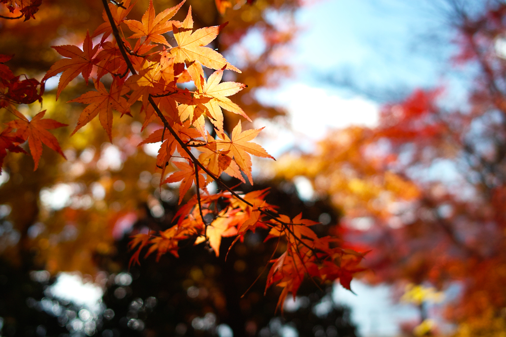 SDIM0500