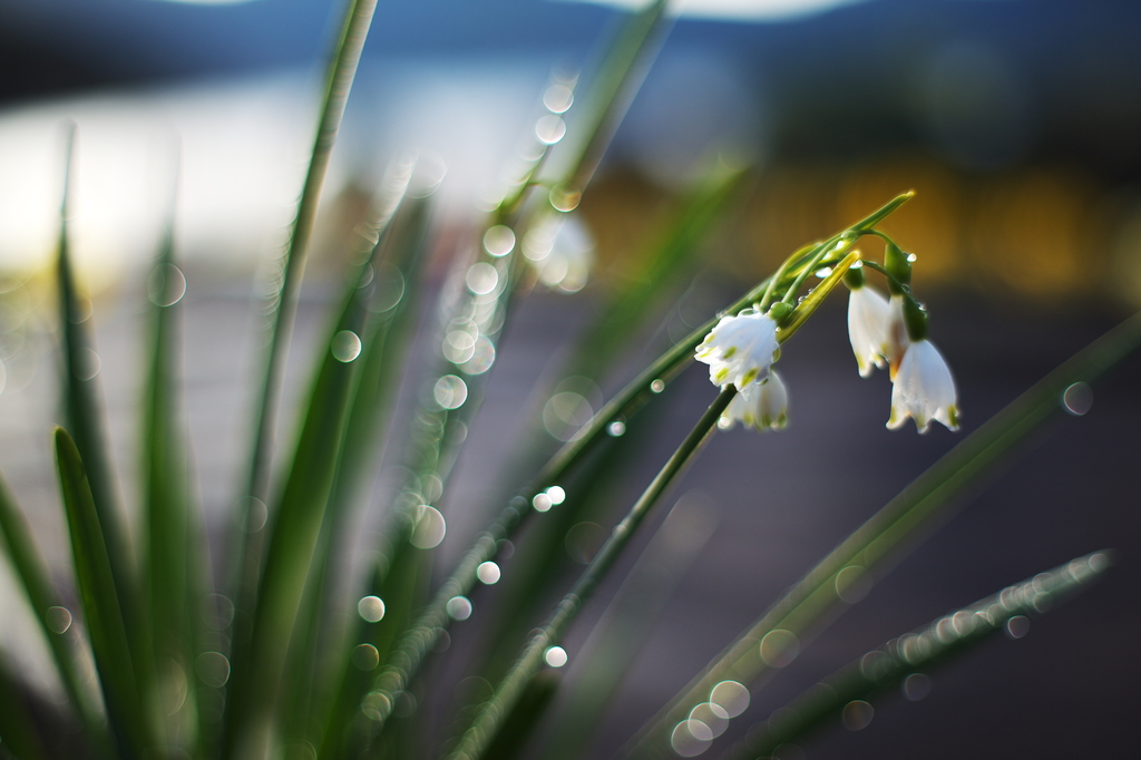 雨上がりの朝（習作その３）