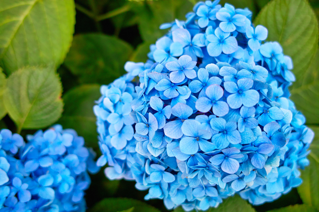 Hydrangea