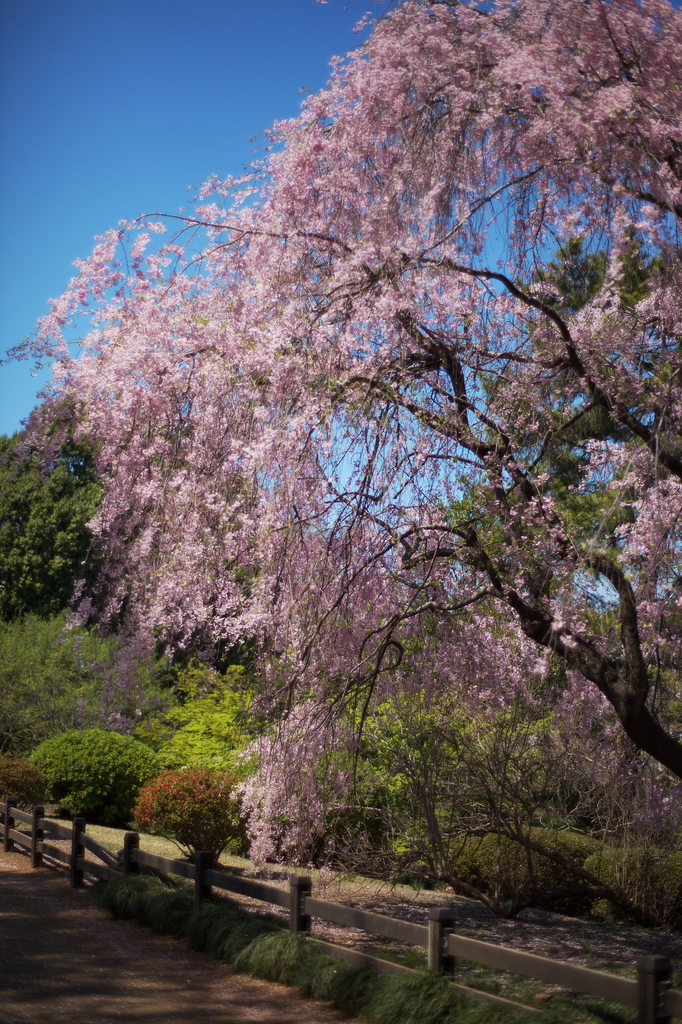 枝垂桜