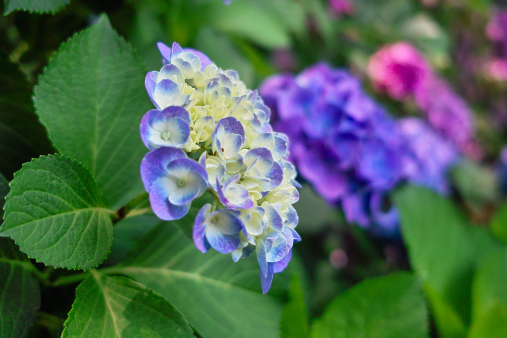 紫陽花
