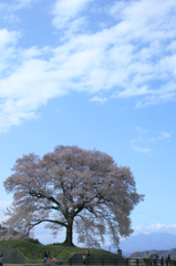 里山の桜