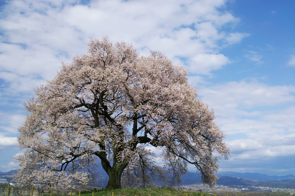 一本桜