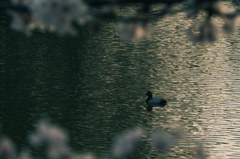 夕映