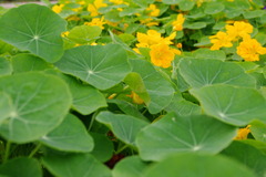 菜園より #1