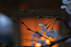 夕桜
