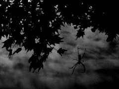 web