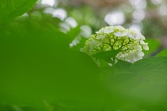 Rainy green #2